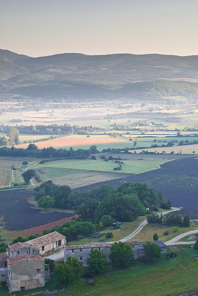 Lavender fields near Sault, Vaucluse, Provence, France, Europe