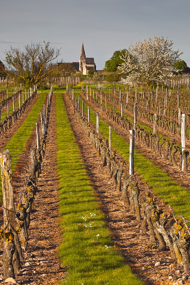 Vineyards, Souzay-Champigny, Saumur, Maine-et-Loire, France, Europe