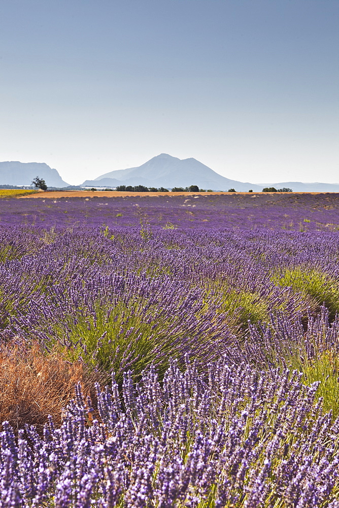 Lavender growing on the Plateau de Valensole in Provence, France, Europe 