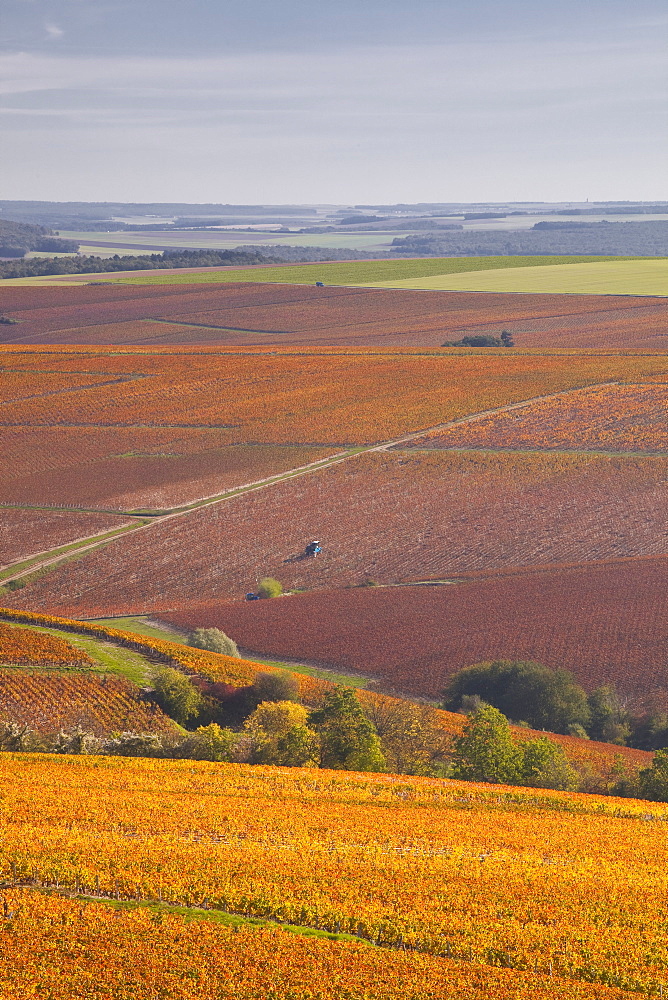 Vineyards near to Prehy in Burgundy, France, Europe 