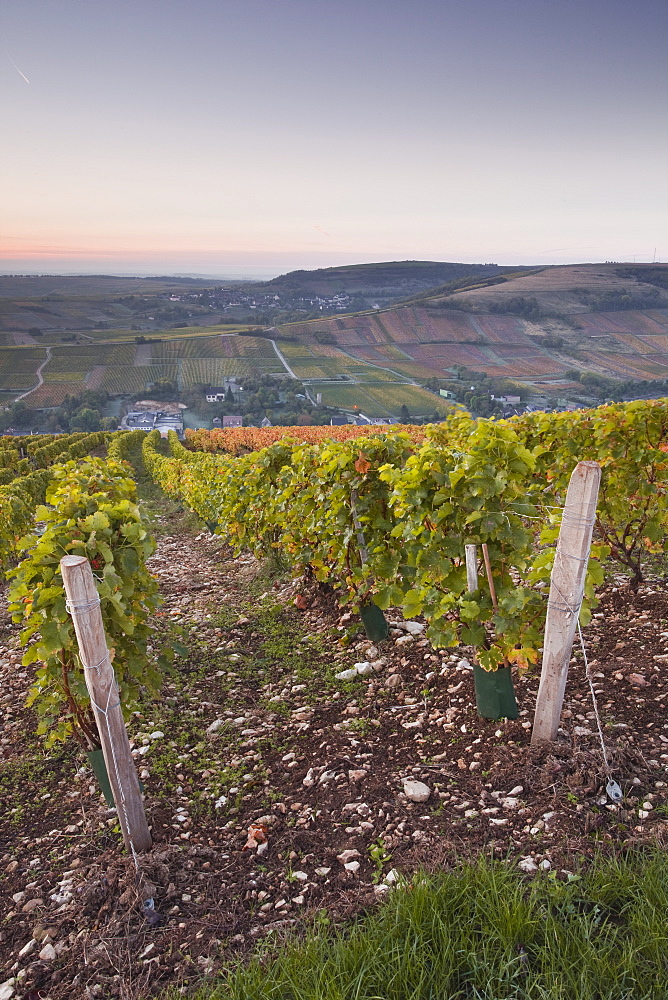 The vineyards of Sancerre draped in autumn colours, Cher, Centre, France, Europe