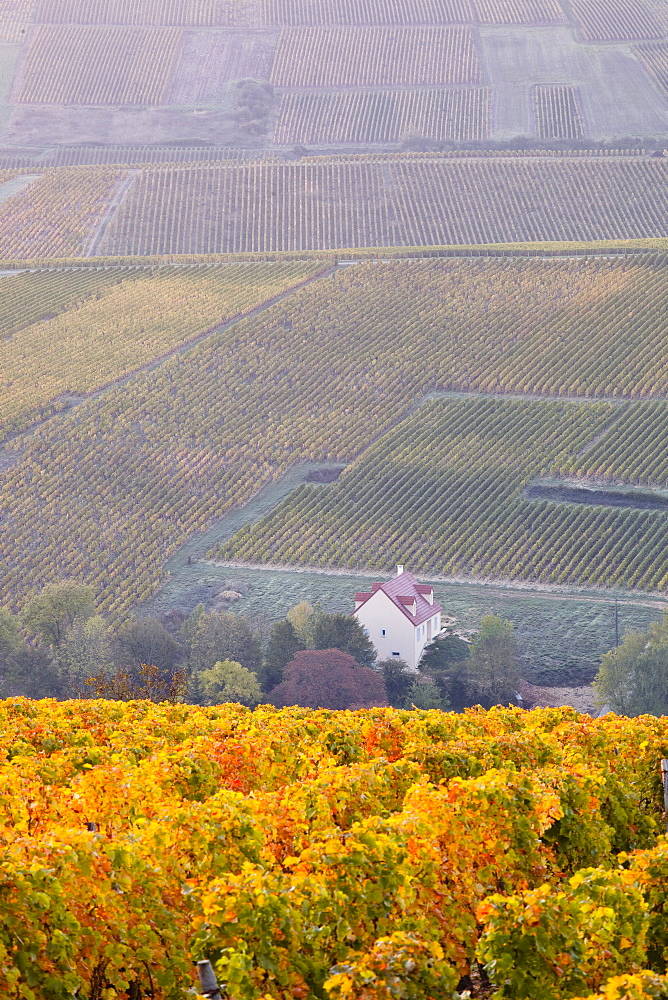 The vineyards of Sancerre draped in autumn colours, Cher, Centre, France, Europe