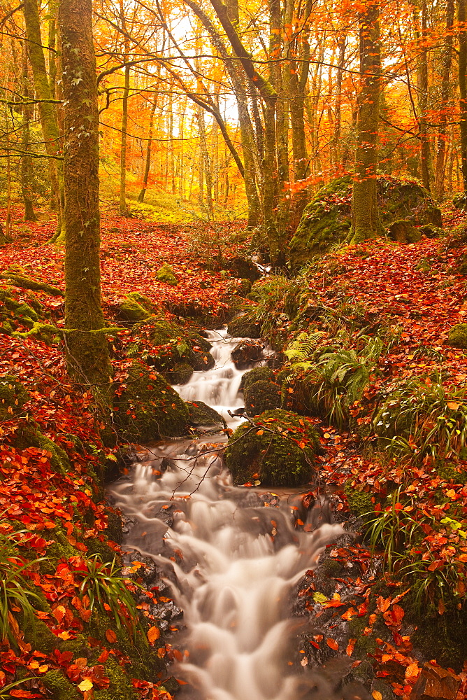 A small stream running through Charles Wood, Dartmoor National Park, Devon, England, United Kingdom, Europe