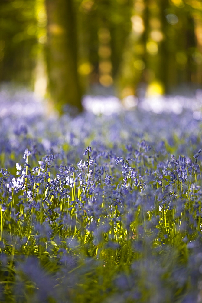 Bluebells, Hillfield Hill, Dorset, England, United Kingdom, Europe