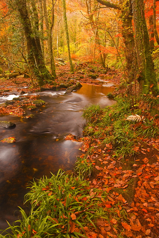 Autumn colours around the River Teign and Hannicombe Wood near to Fingle Bridge, Dartmoor National Park, Devon, England, United Kingdom, Europe