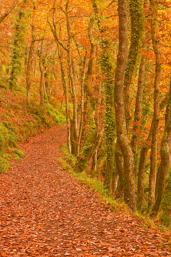 Hannicombe Wood near to Fingle Bridge, Dartmoor National Park, Devon, England, United Kingdom, Europe