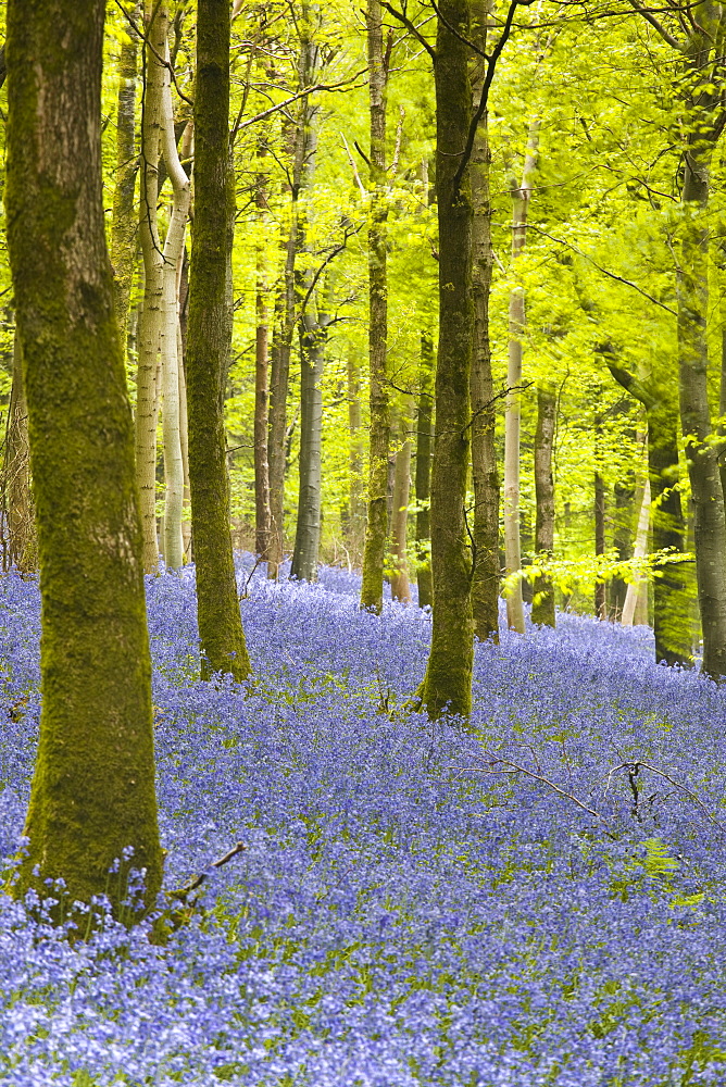 Bluebells, Delcombe Wood, Dorset, England, United Kingdom, Europe