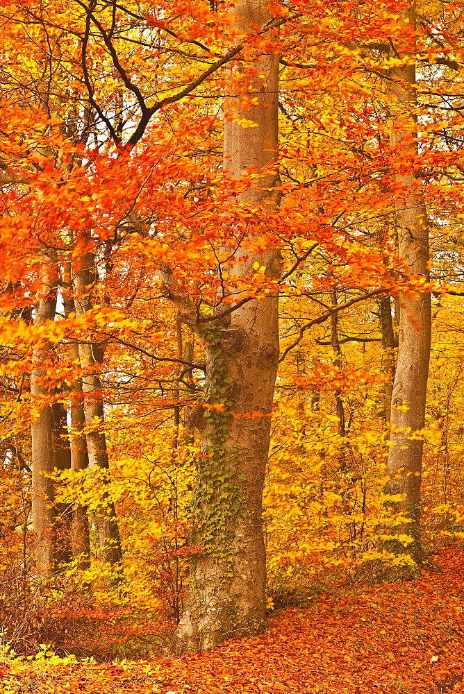 Autumn colours in the beech trees near to Turkdean in the Cotwolds, Gloucestershire, England, United Kingdom, Europe