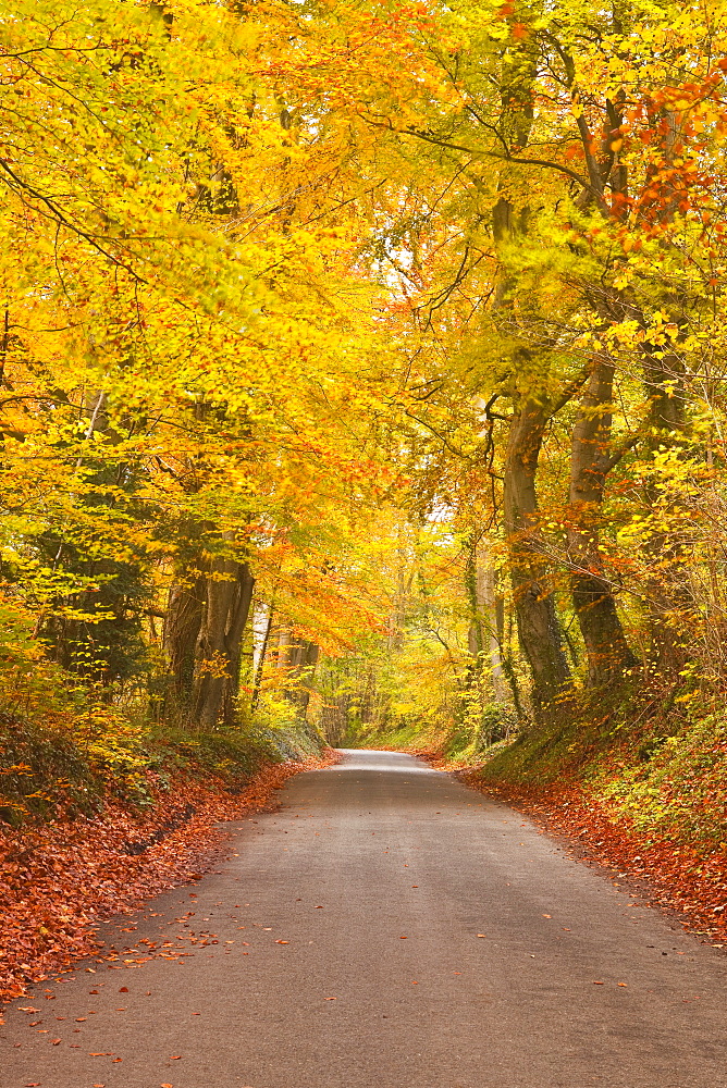 Autumn colours in the beech trees on the road to Turkdean in the Cotwolds, Gloucestershire, England, United Kingdom, Europe