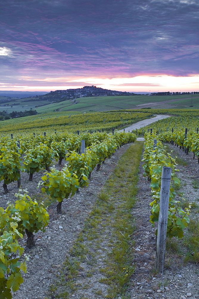 Vineyards, Sancerre, Cher, Loire Valley, Centre, France, Europe