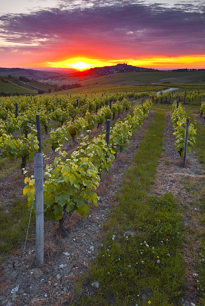 Vineyards, Sancerre, Cher, Loire Valley, Centre, France, Europe