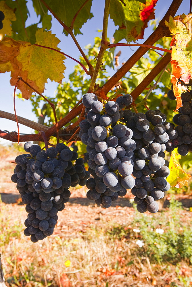 Cabernet Franc grapes growing in a Montsoreau vineyard, Maine-et-Loire, France, Europe