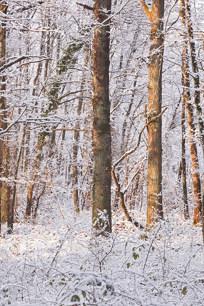 Snow covered trees in the Loire Valley area, Loir-et-Cher, Centre, France, Europe 