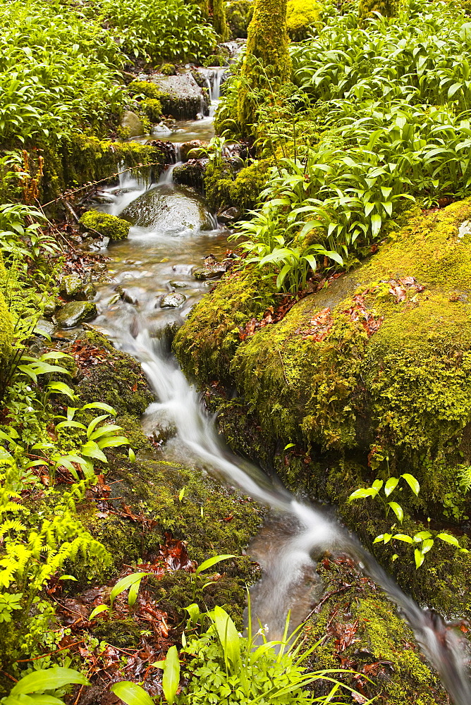 Part of Stock Ghyll Force waterfall near Ambleside, Lake District National Park, Cumbria, England, United Kingdom, Europe