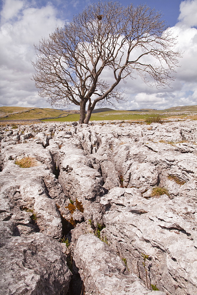 An old and twisted tree in a limestone pavement near to Malham in the Yorkshire Dales, Yorkshire, England, United Kingdom, Europe 