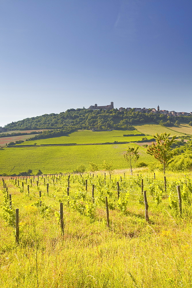 Vineyards near to the hilltop village of Vezelay in the Yonne area of Burgundy, France, Europe