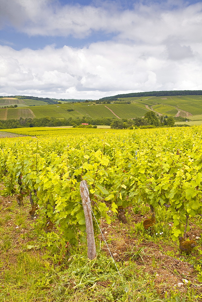 Champagne vineyards in the Cote des Bar area of the Aube department, Champagne-Ardennes, France, Europe