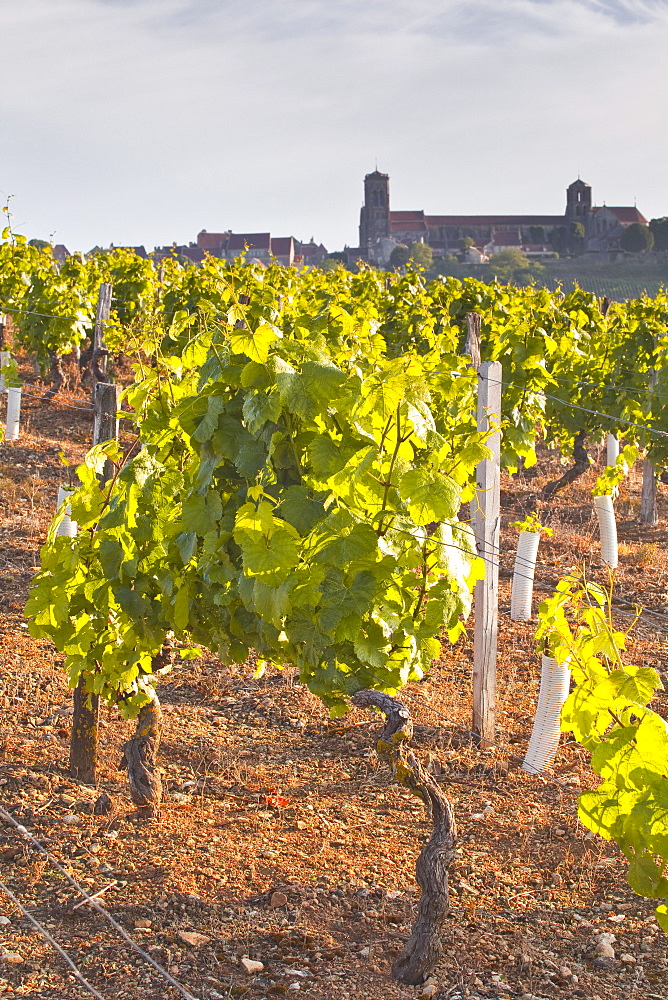 Vineyards below the hilltop village of Vezelay in Burgundy, France, Europe 