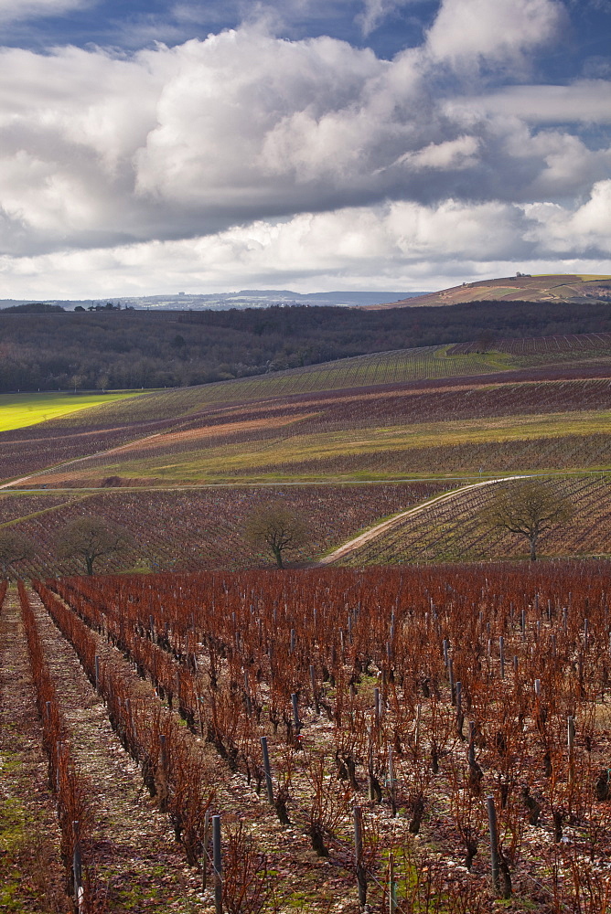 Vineyards, Sancerre, Cher, Loire Valley, Centre, France, Europe