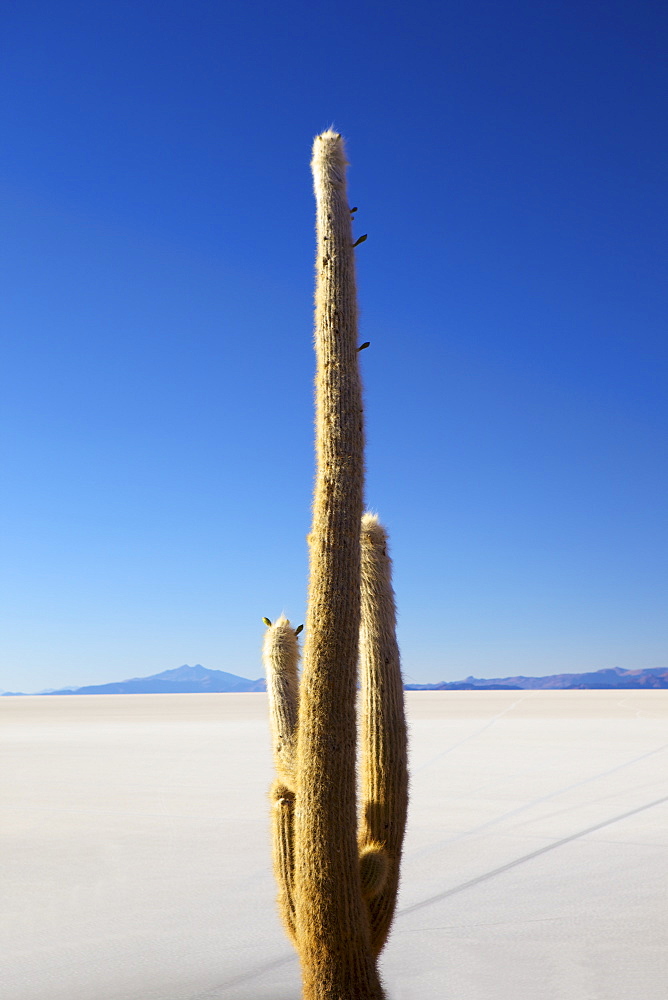 Isla del Pescado, Phaspani, Salar de Uyuni, Bolivia, South America