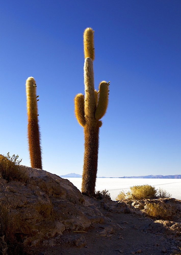 Cacti on Isla de los Pescadores and the salt flats of Salar de Uyuni, Southwest Highlands, Bolivia, South America