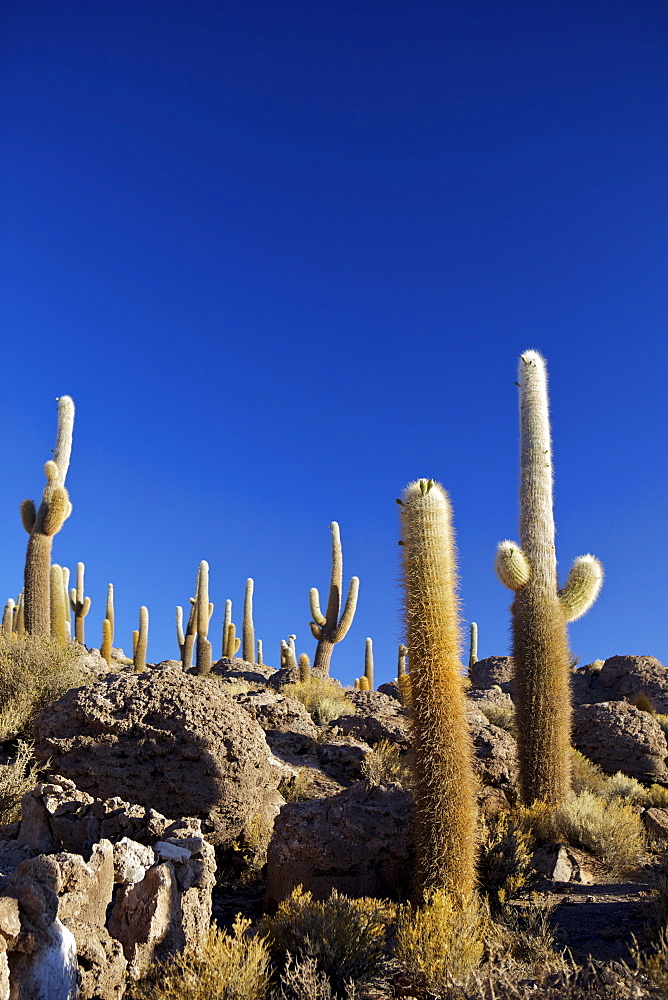 Cacti on Isla de los Pescadores and the salt flats of Salar de Uyuni, Southwest Highlands, Bolivia, South America