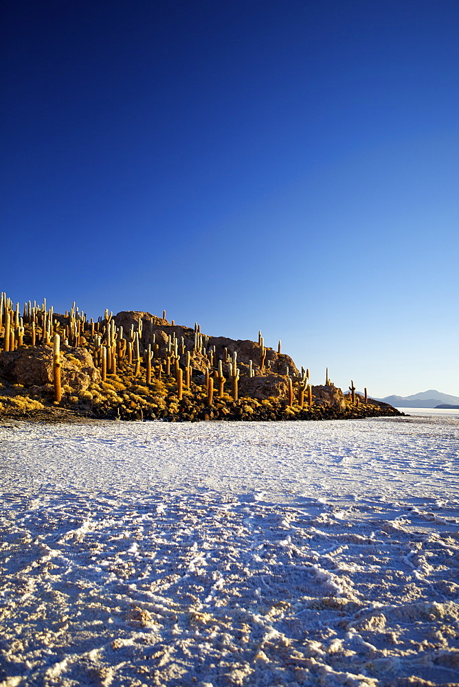 Cacti on Isla de los Pescadores and salt flats, Salar de Uyuni, Southwest Highlands, Bolivia, South America