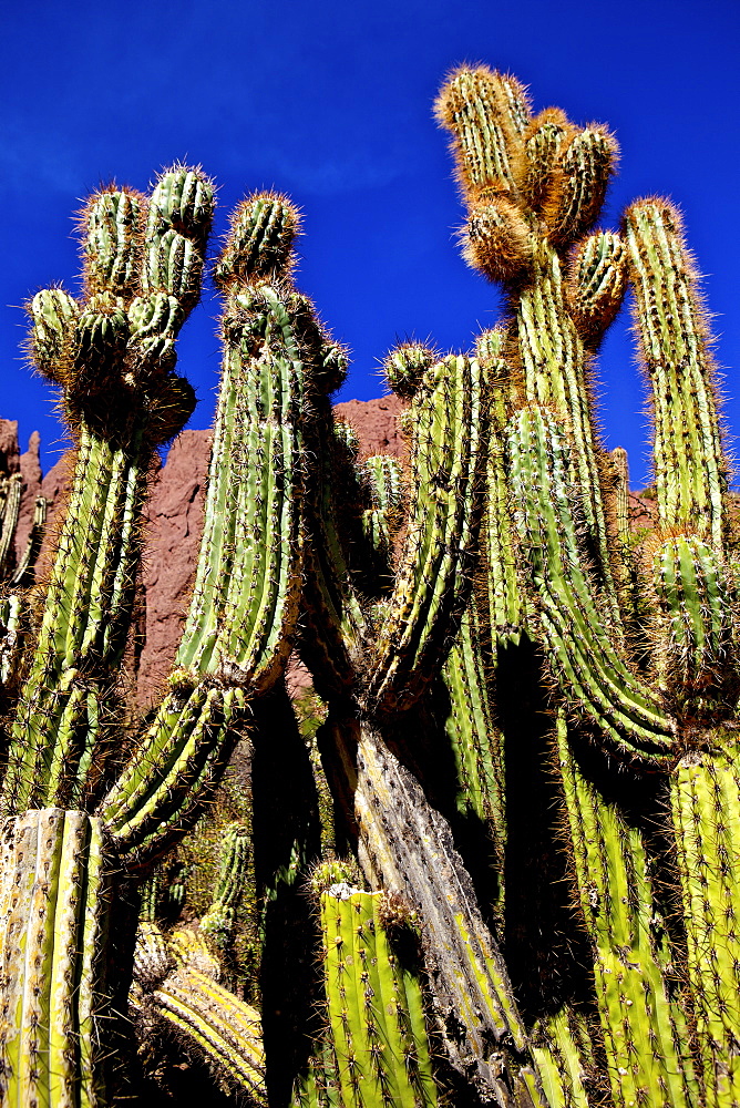 Cacti in Canon Del Inca, Tupiza Chichas Range, Andes, Southwestern Bolivia, South America