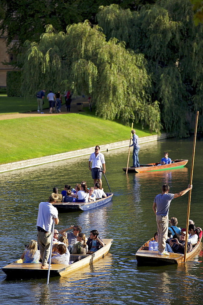 Punting on The Backs, River Cam, Clare College, Cambridge, Cambridgeshire, England, United Kingdom, Europe