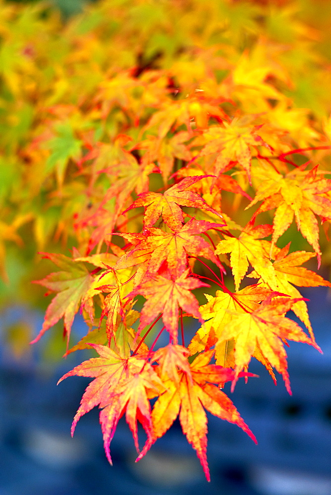 Japanese maple tree changing colour in autumn at Eikando temple in Kyoto, Japan, Asia