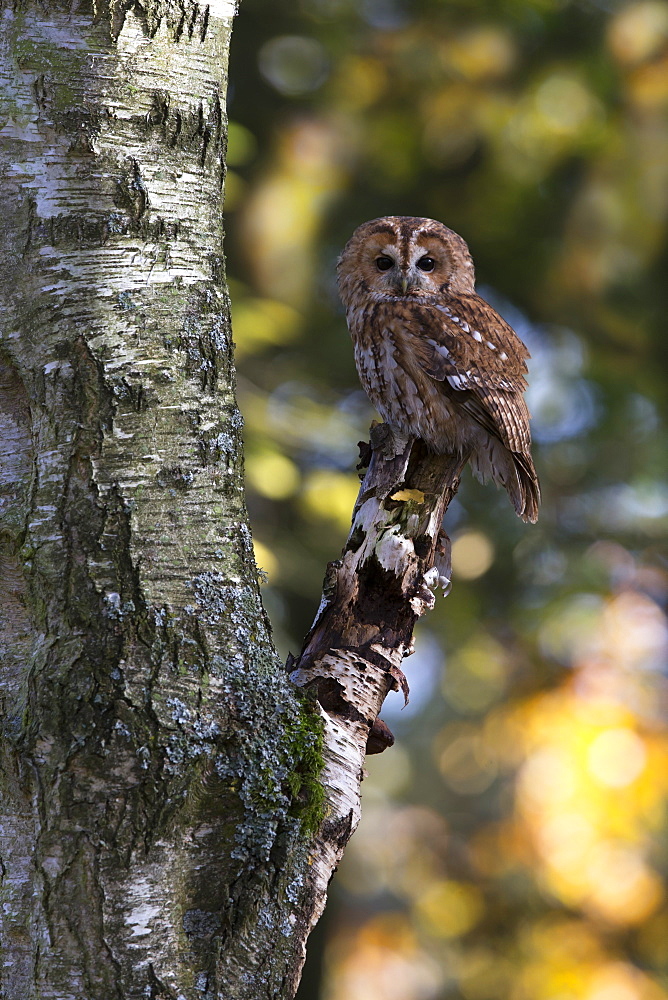 Tawny Owl perched on a birch in autumn- GB