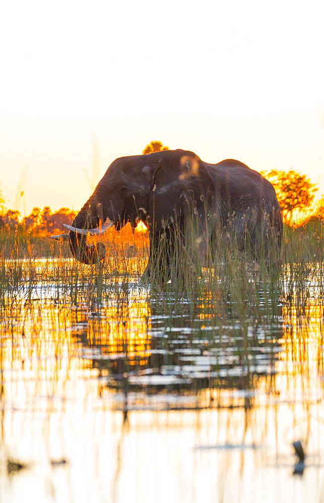 African Elephant at dawn, Okavango Delta Botswana