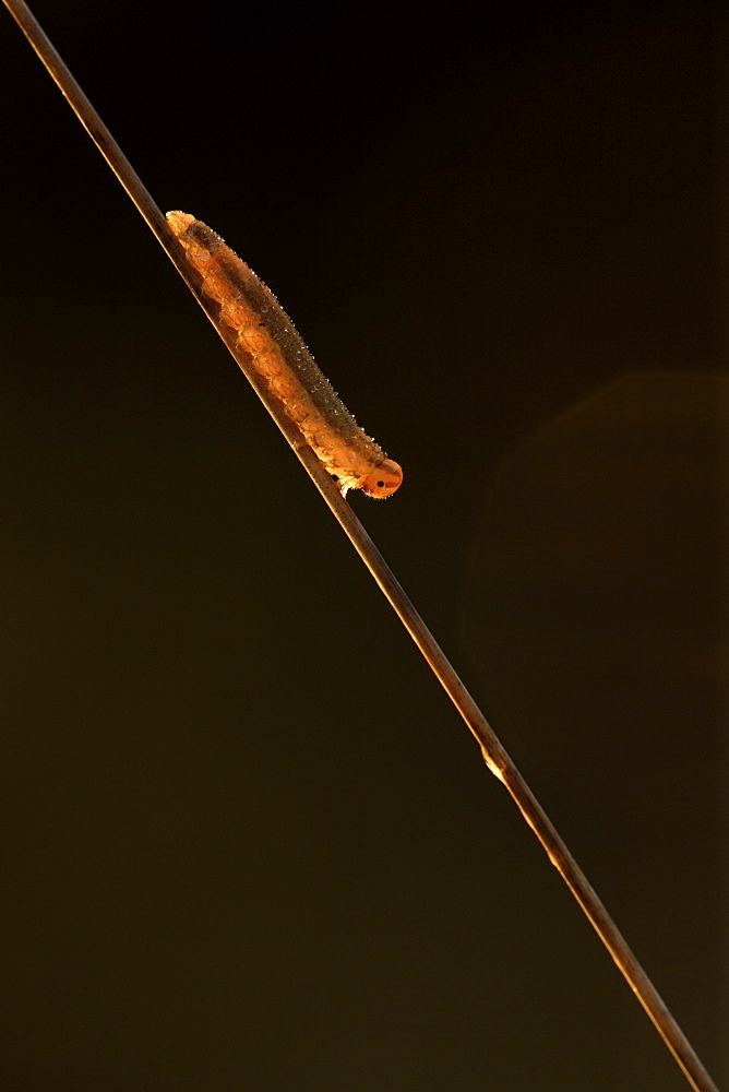 Woodland Grayling caterpillar on rod, Picardy France 