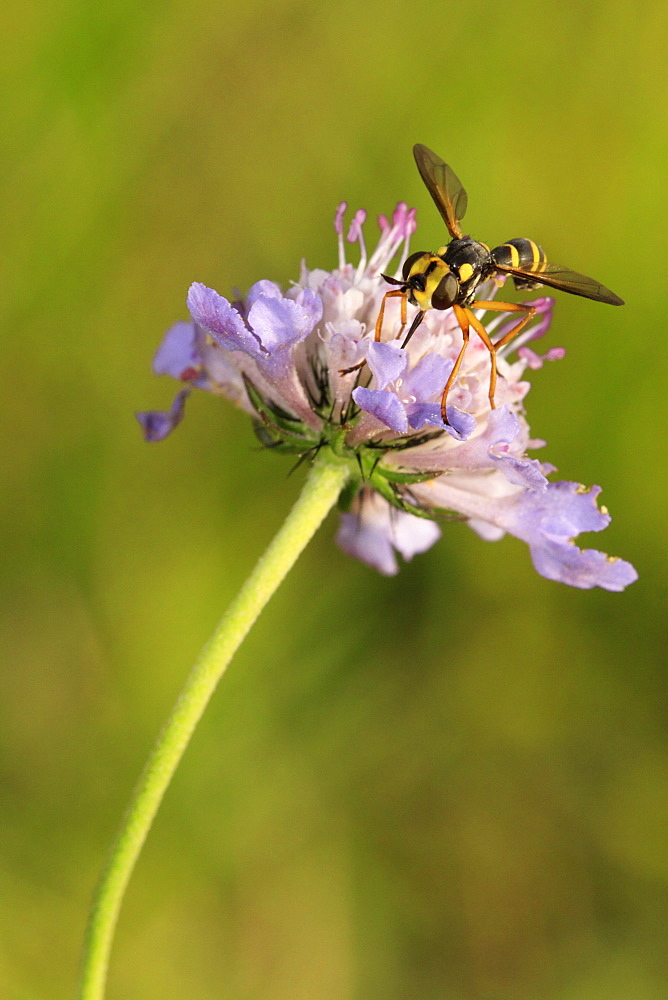 Conops fly on Field scabious flower, Picardy France