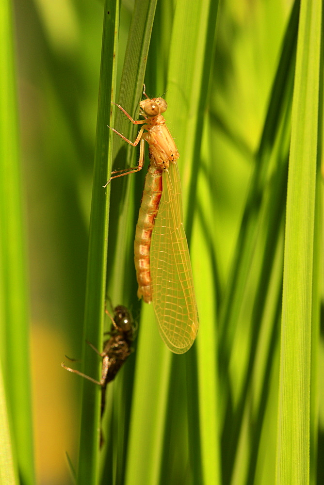 Emergence of Small red Damselfly female on Sedge, France 