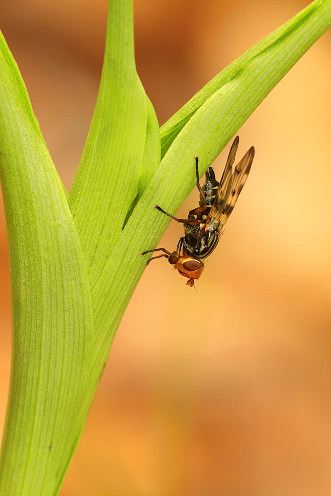 Picture-winged fly on White helleboring leaf, France 