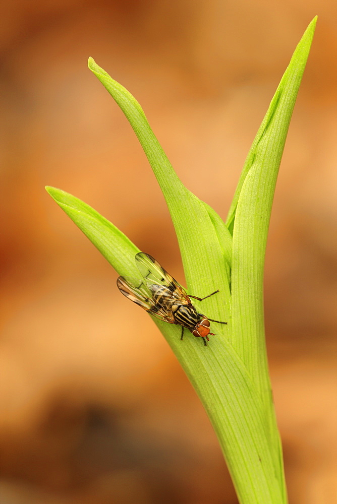 Picture-winged fly on White helleboring leaf, France 