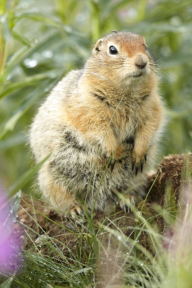 Arctic ground squirrel on a stump, Denali NP Alaska 