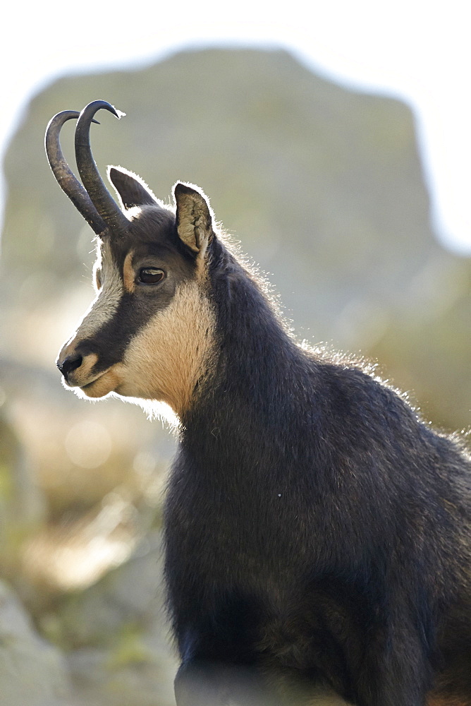 Portrait of Alpine Chamois, Mercantour Alpes France 