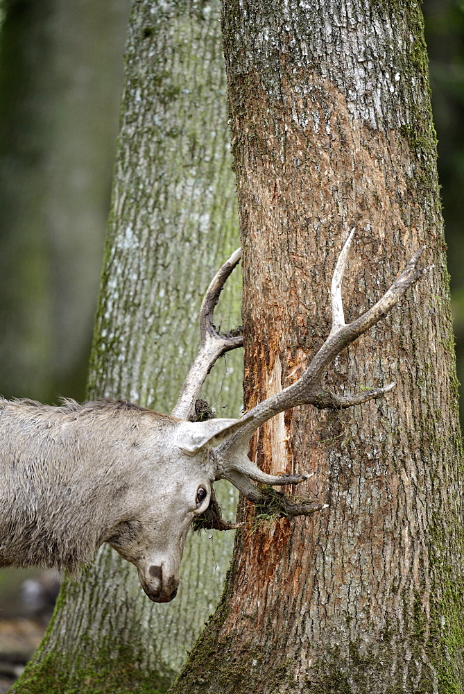 Male red deer during rutting, France 