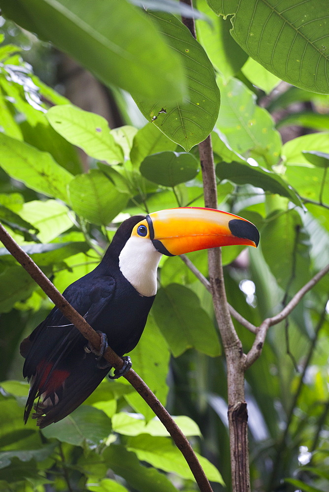 Toco Toucan on a branch, Parana Brazil 