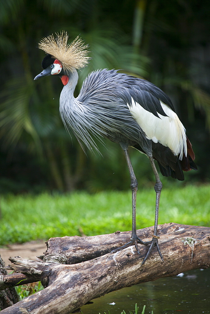 Grey Crowned Crane on a branch, Bird Park Brazil 