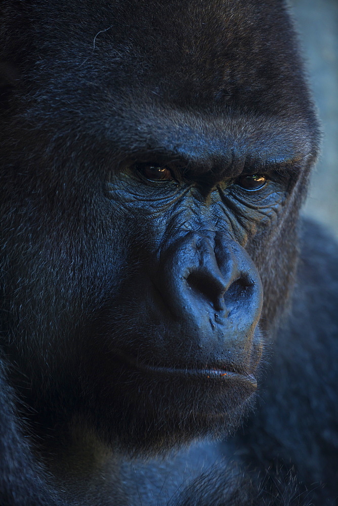 Portrait of Western Lowland Gorilla 