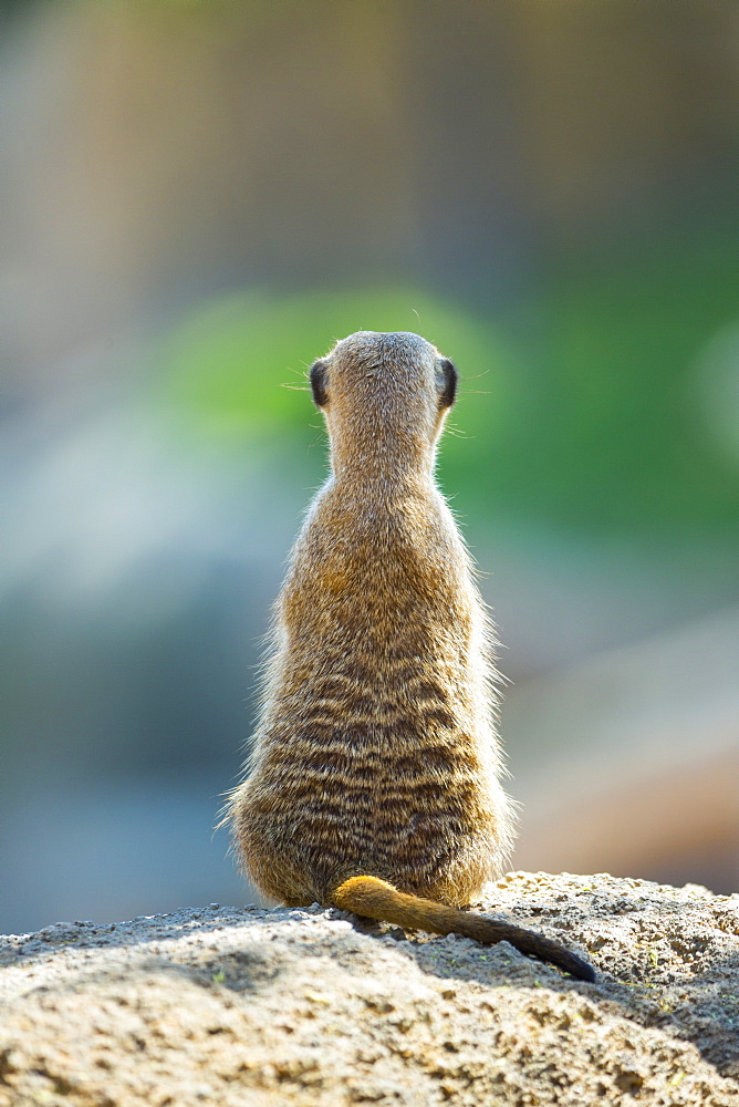 Meerkat sitting on rock 