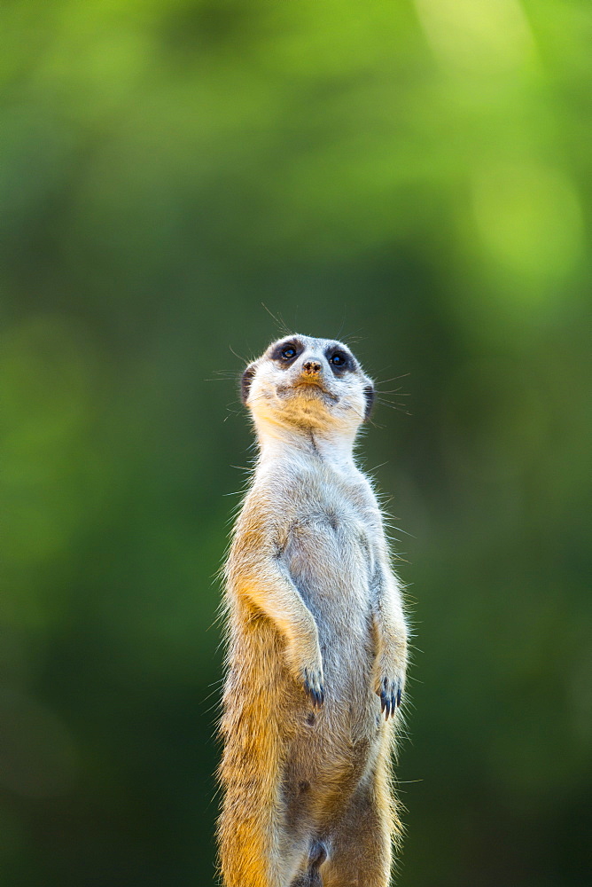 Meerkat standing