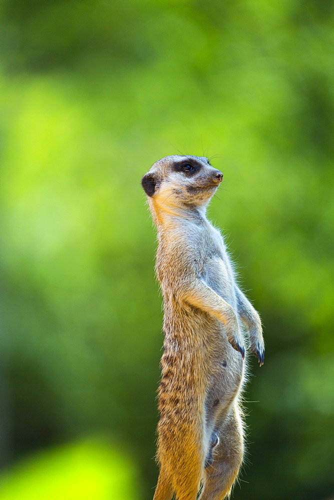 Meerkat standing