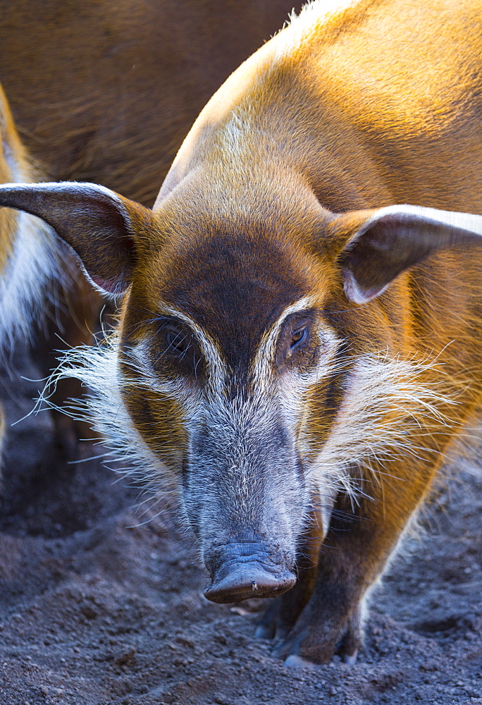 Portrait of Red river hog