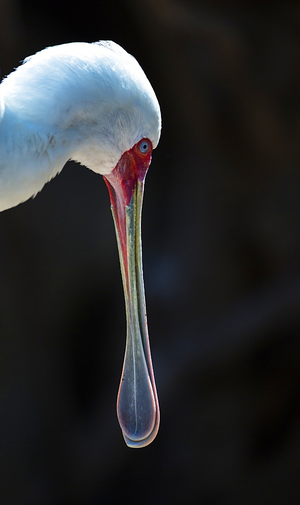 Portrait of African Spoonbill