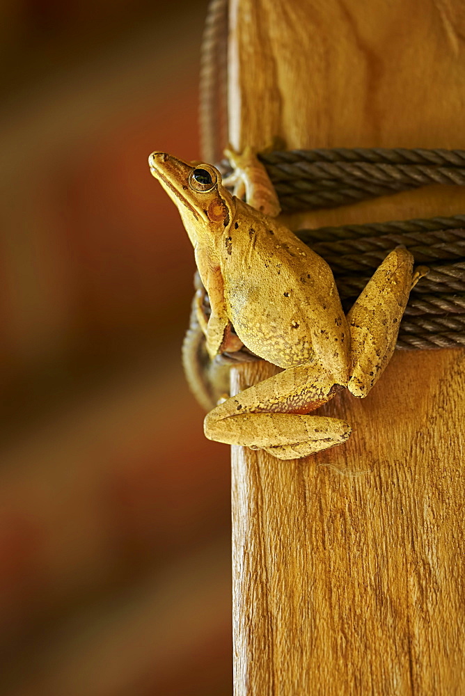 Asian Brown Treefrog inside a house, Bali IndonÃ©sia