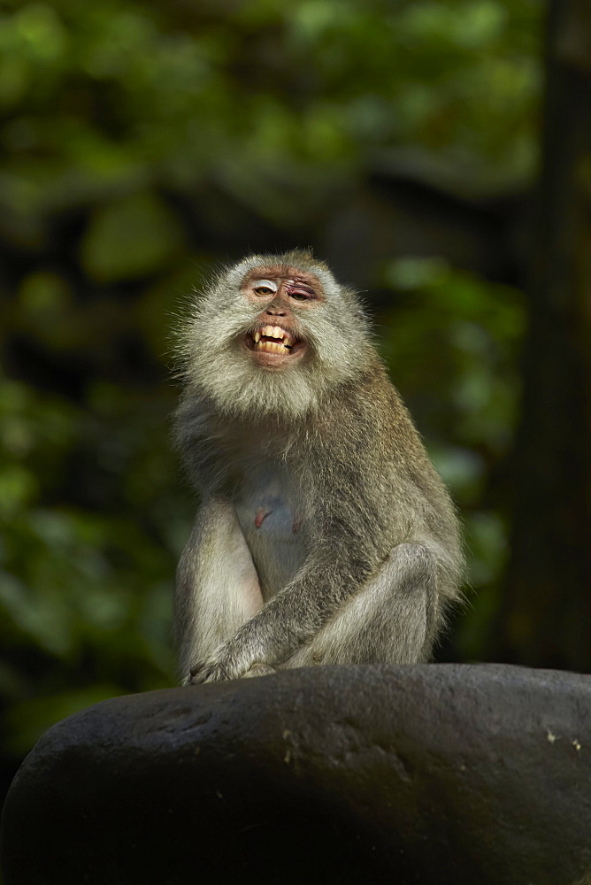 Long-tailed Macaque, Ubud Monkey Forest Bali IndonÃ©sia